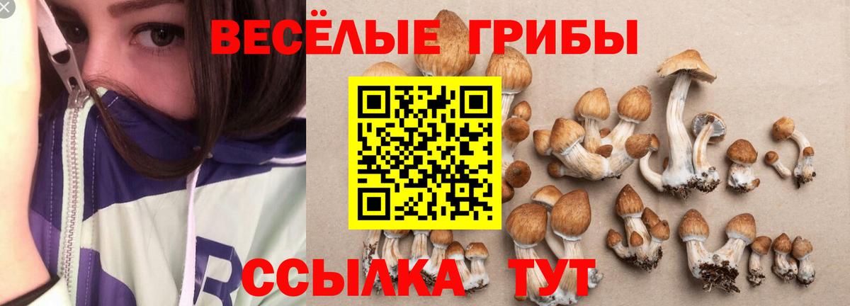Галлюциногенные грибы GOLDEN TEACHER  Вход с VPN  Черняховск 